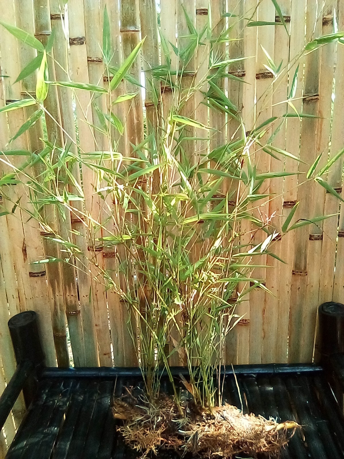 Japanese Hachiku Bamboo Live Plant