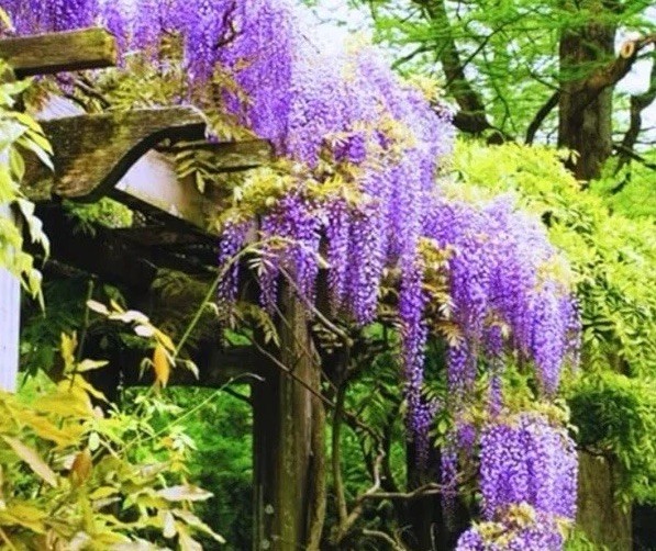 4 Potted Wisteria Plants Healthy Perfect future shade, Fragrant, Fast Grow
