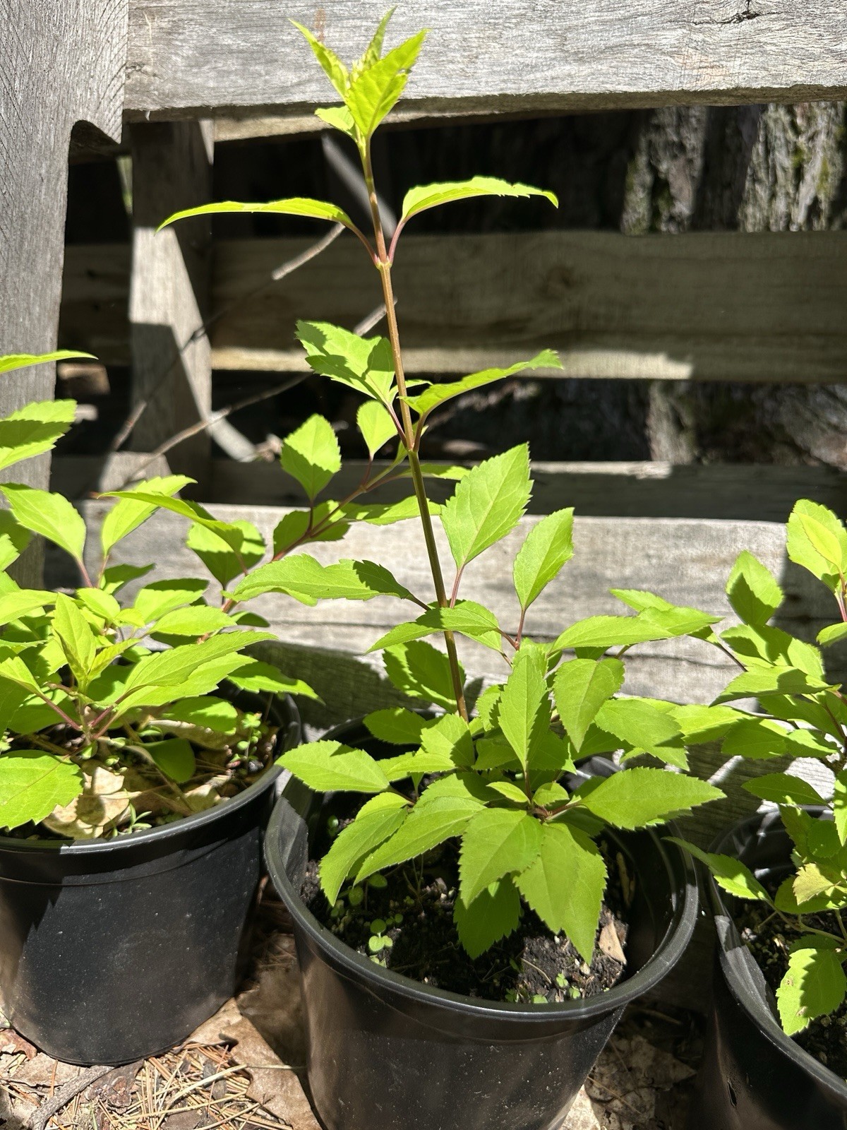 One Live Organic FORSYTHIA shrub (half Gallon Pot)