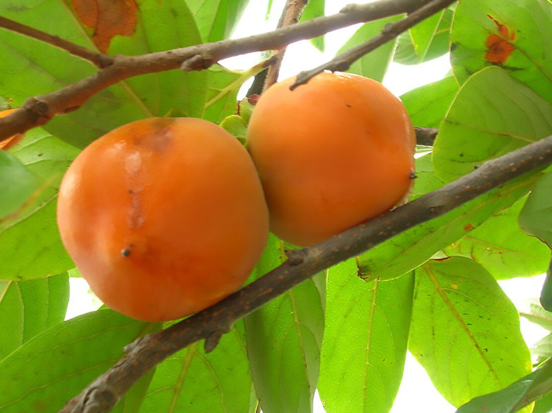 Japanese Persimmon, Diospyros kaki, Tree Seeds