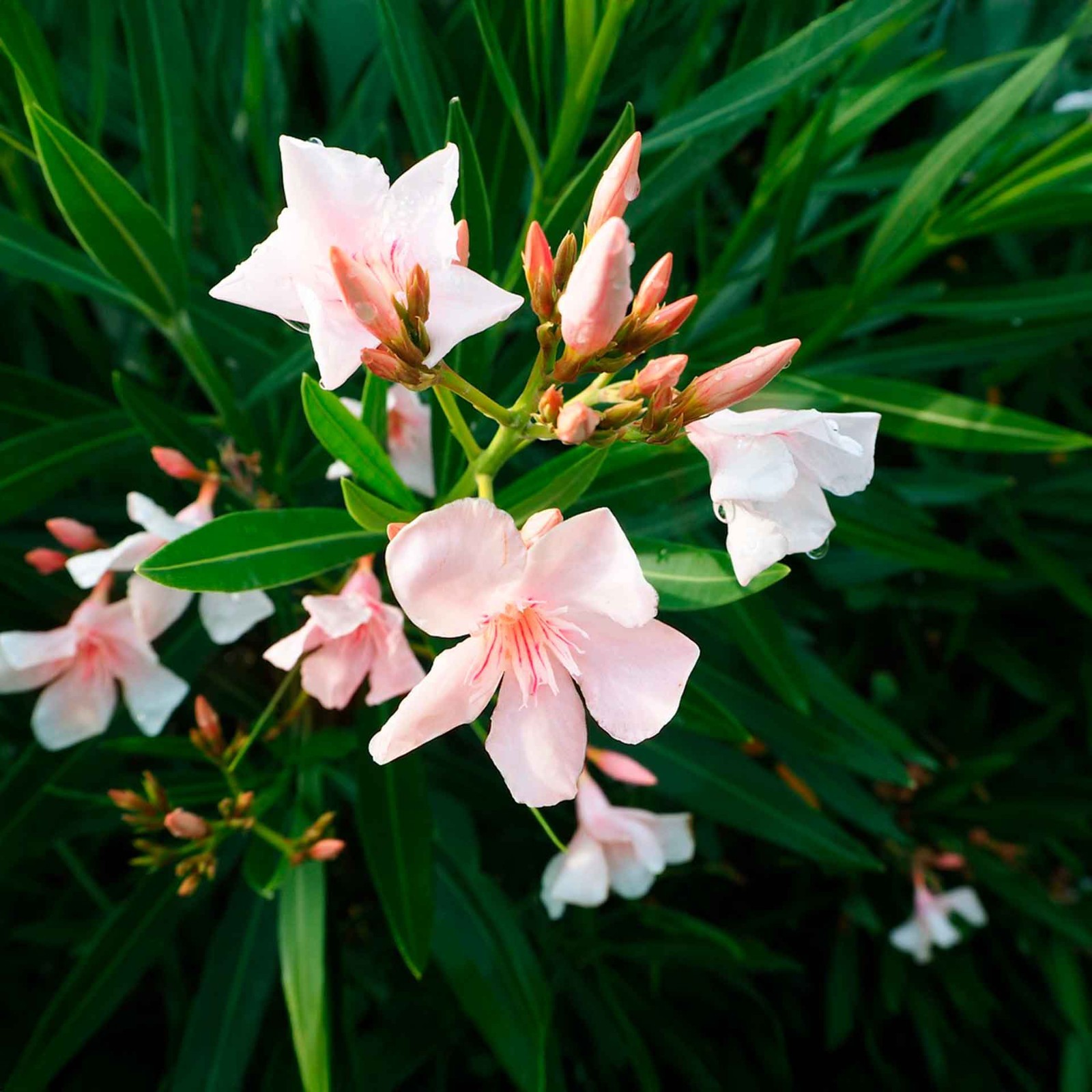 Petite Salmon Oleander (Nerium oleander ‘Petite Salmon’) in 2.5” Nursery Cubes