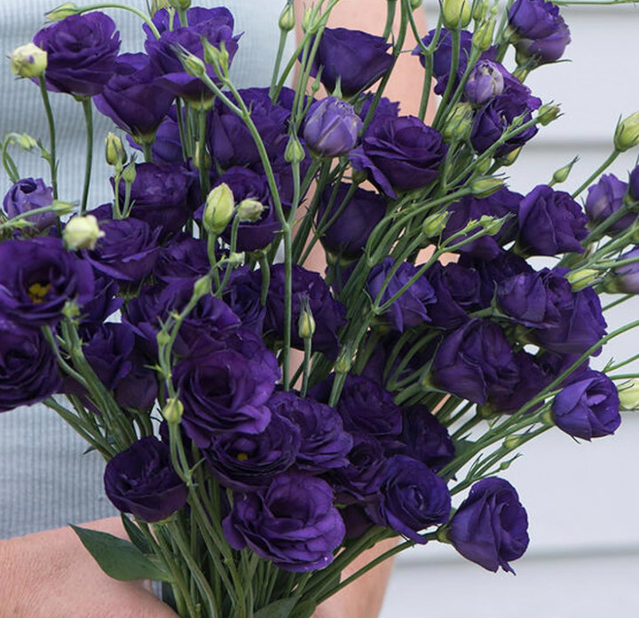 Lisianthus Doublini Blue I Live Plant Plug, 1–3″ Tall, Blue Flowering Lisianthus