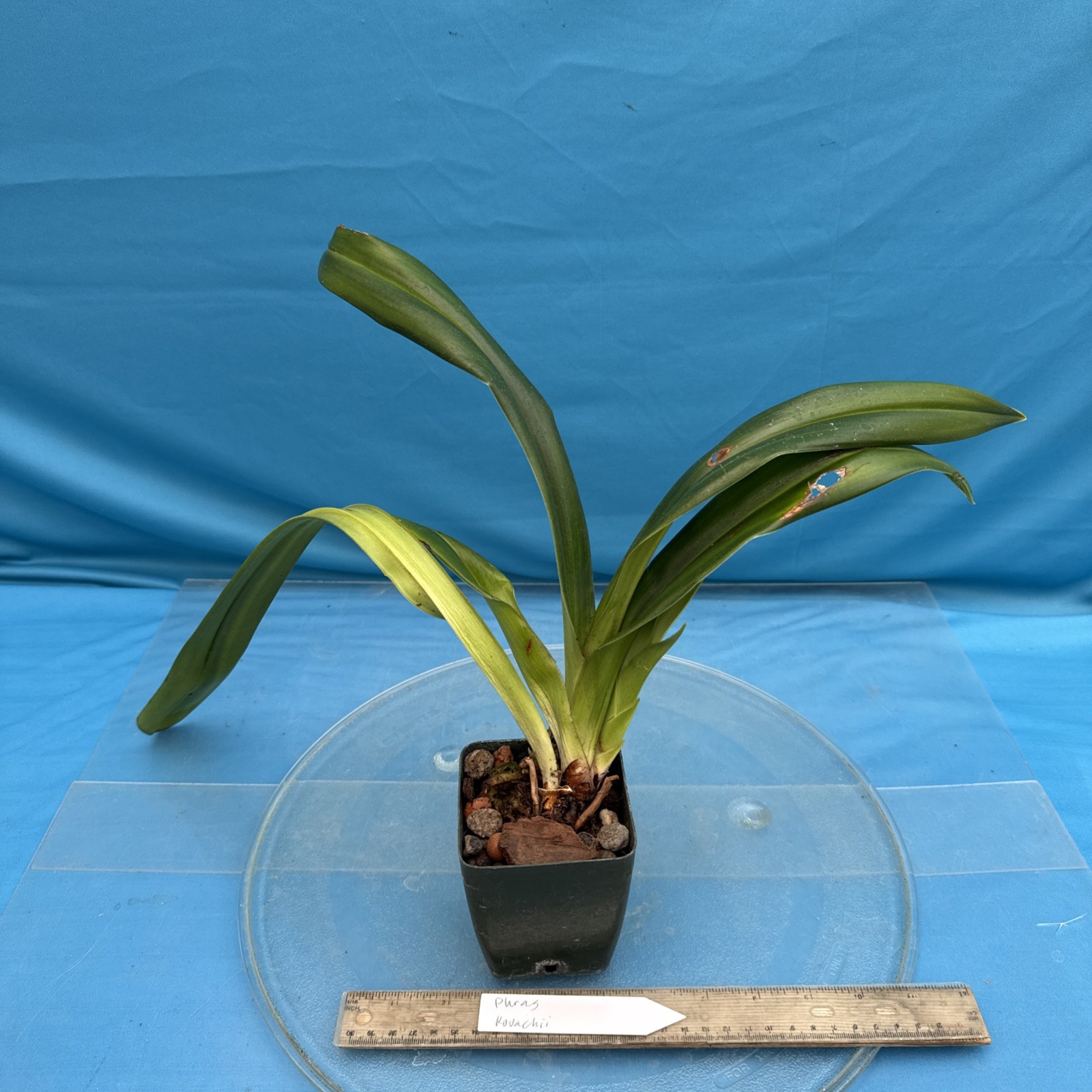 Phragmipedium kovachii Pink Purple NEW IMPORT Orchid species 4” FRESH RePot