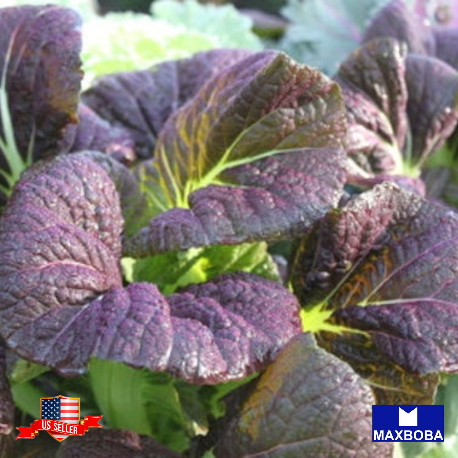 Mustard Seeds Osaka Purple Non-GMO Heirloom