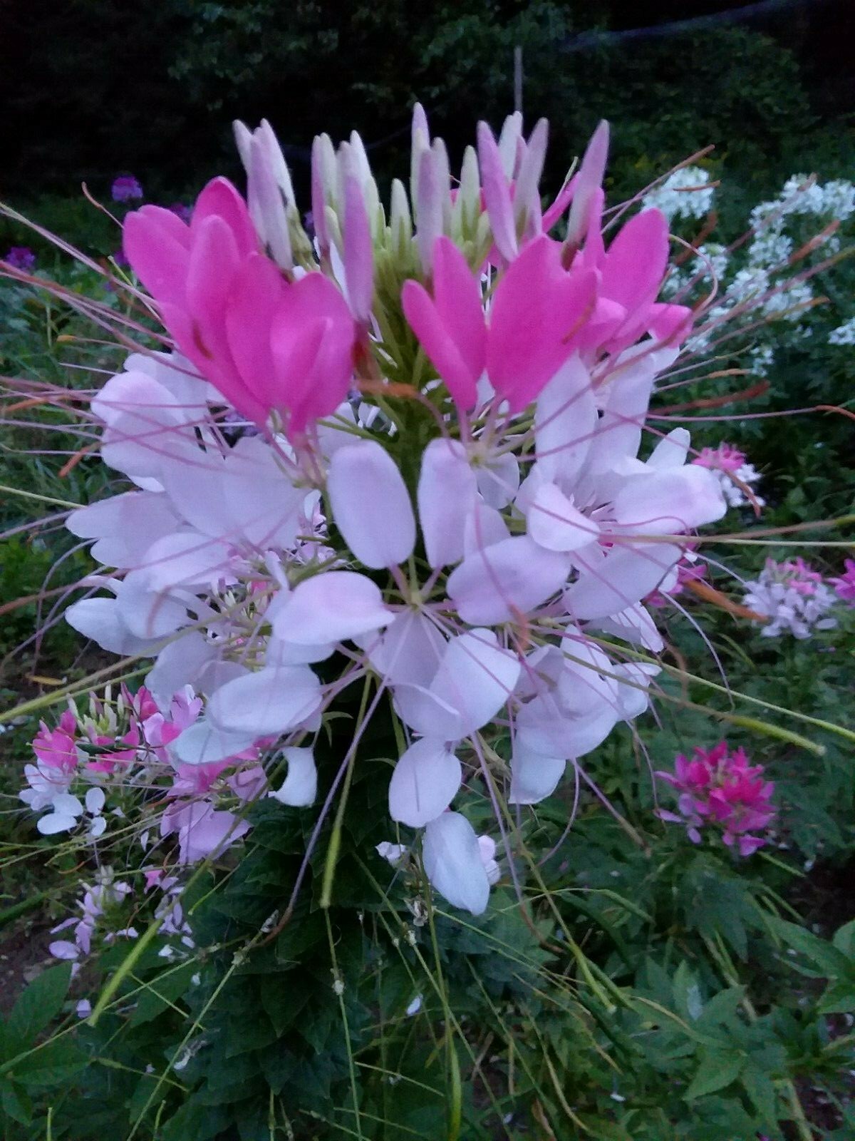 Rose Queen Cleome Seeds- (Spider Flower) 30 Seeds Comb. S/H See Our Store