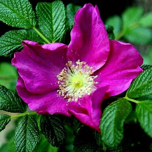 JAPANESE RED ROSE BUSH FLOWER SEEDS Rosa Rugosa Rubra Garden Hardy Flower Plant