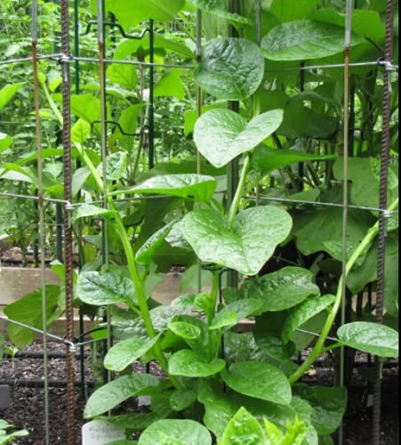 200+ Malabar Spinach Seeds for Planting Ceylon Spinach Rau Mong TOI Green St…