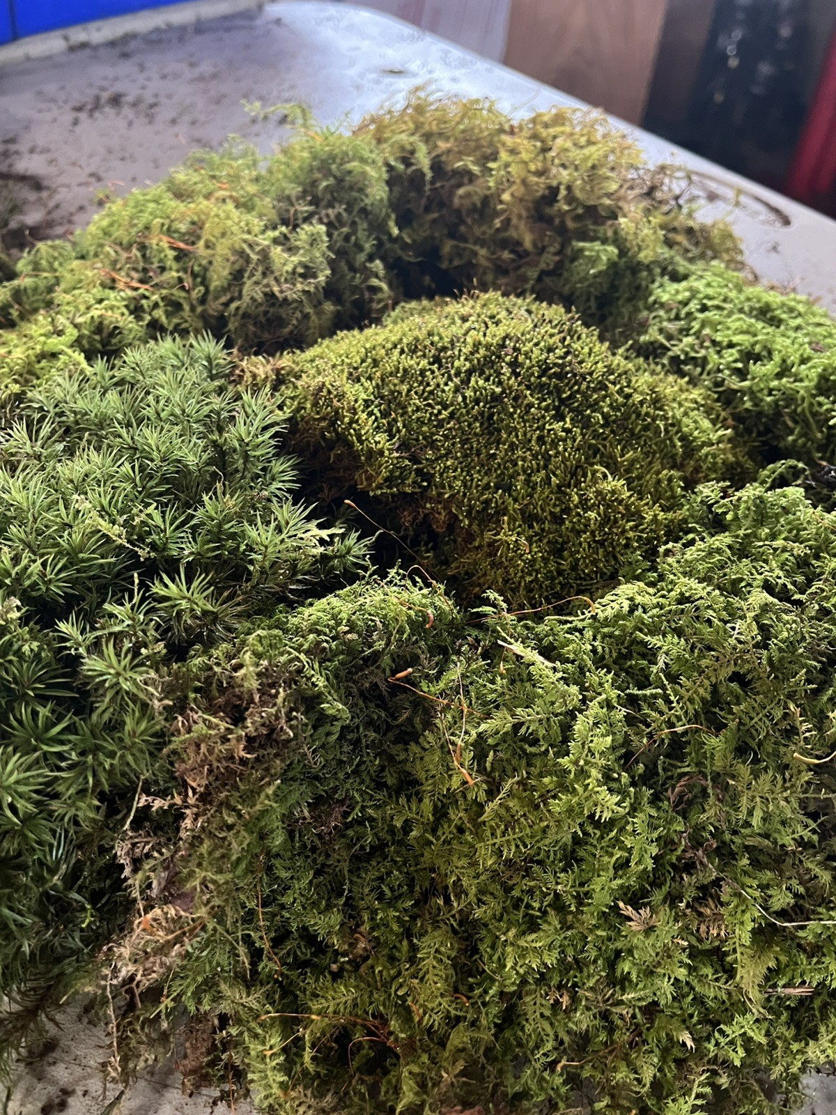 Live Sheet Moss Assortment 80oz – Terrarium, Vivarium, Fairy Gardens, Bonsai.