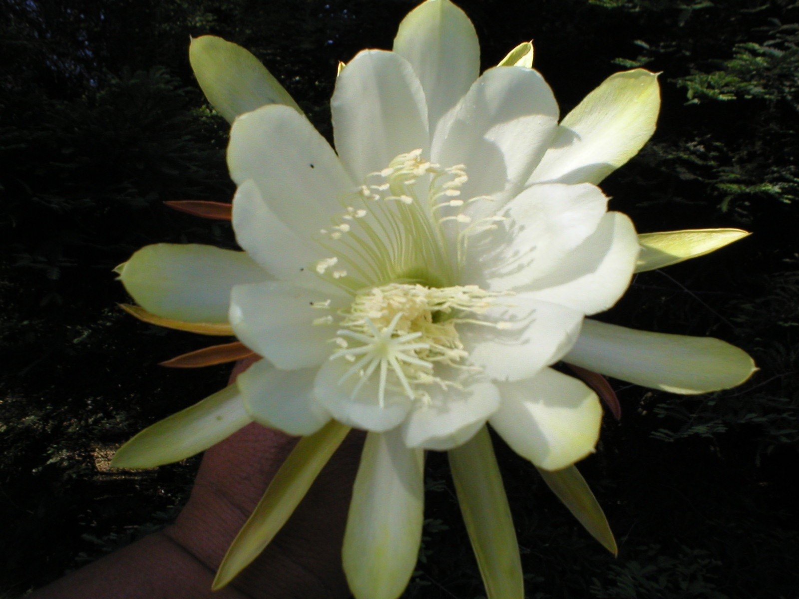 Epiphyllum, Orchid Cactus, ” TETSUO MORISAKO “, Don’s Quart pots JUNE/2