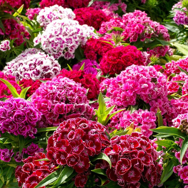 200+ SWEET WILLIAM SEEDS – DIANTHUS – PERENNIAL – Mixed Colors – Fragrant
