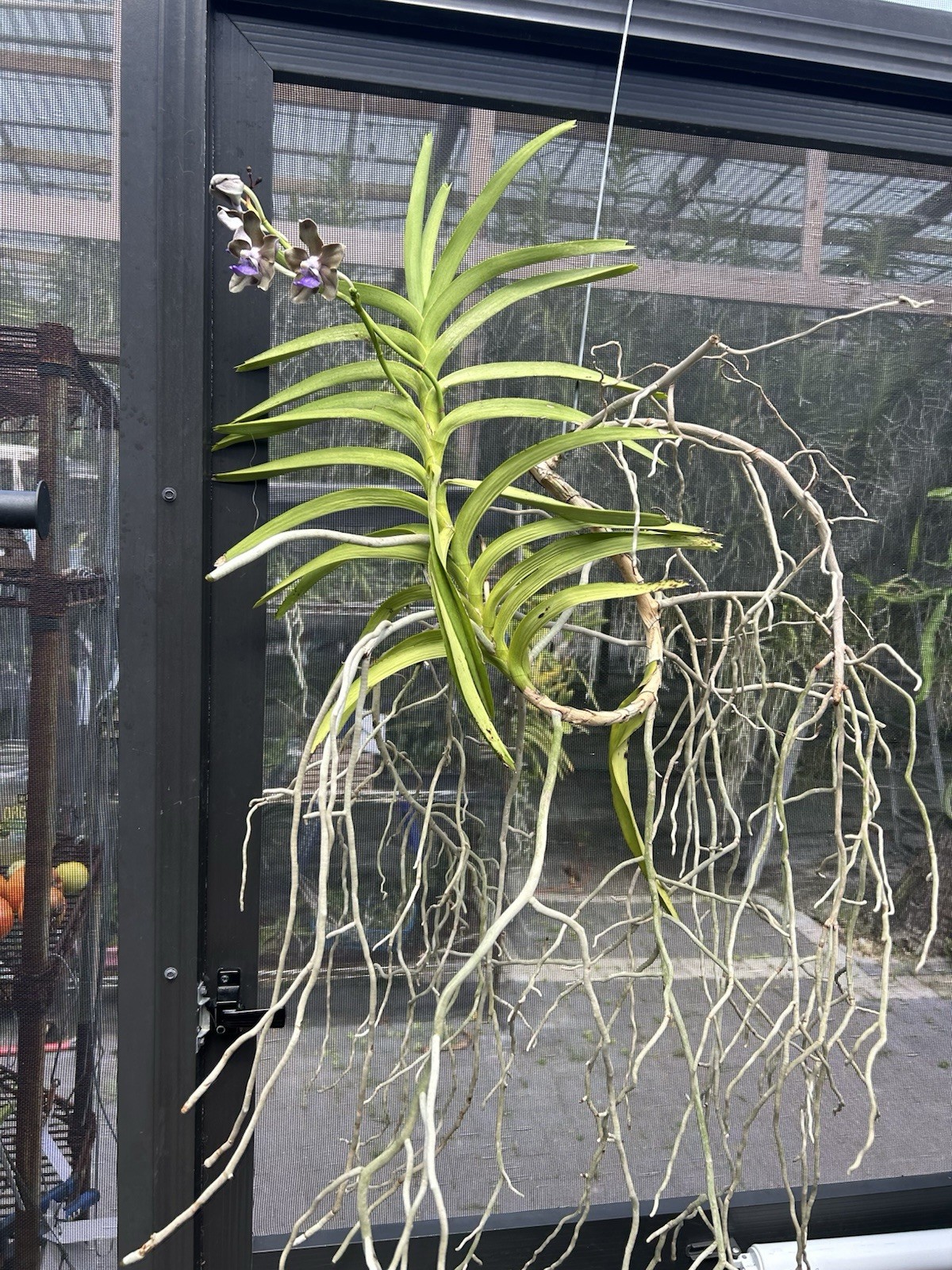 Vanda tesselatta RF ORCHIDS AM/AOS fragrant species