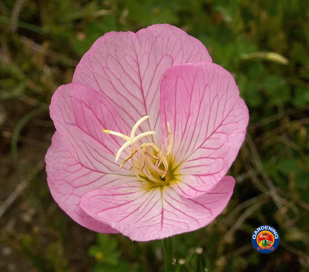 1000 Evening Primrose Pink Ladies Flower Seeds Oenothera Speciosa