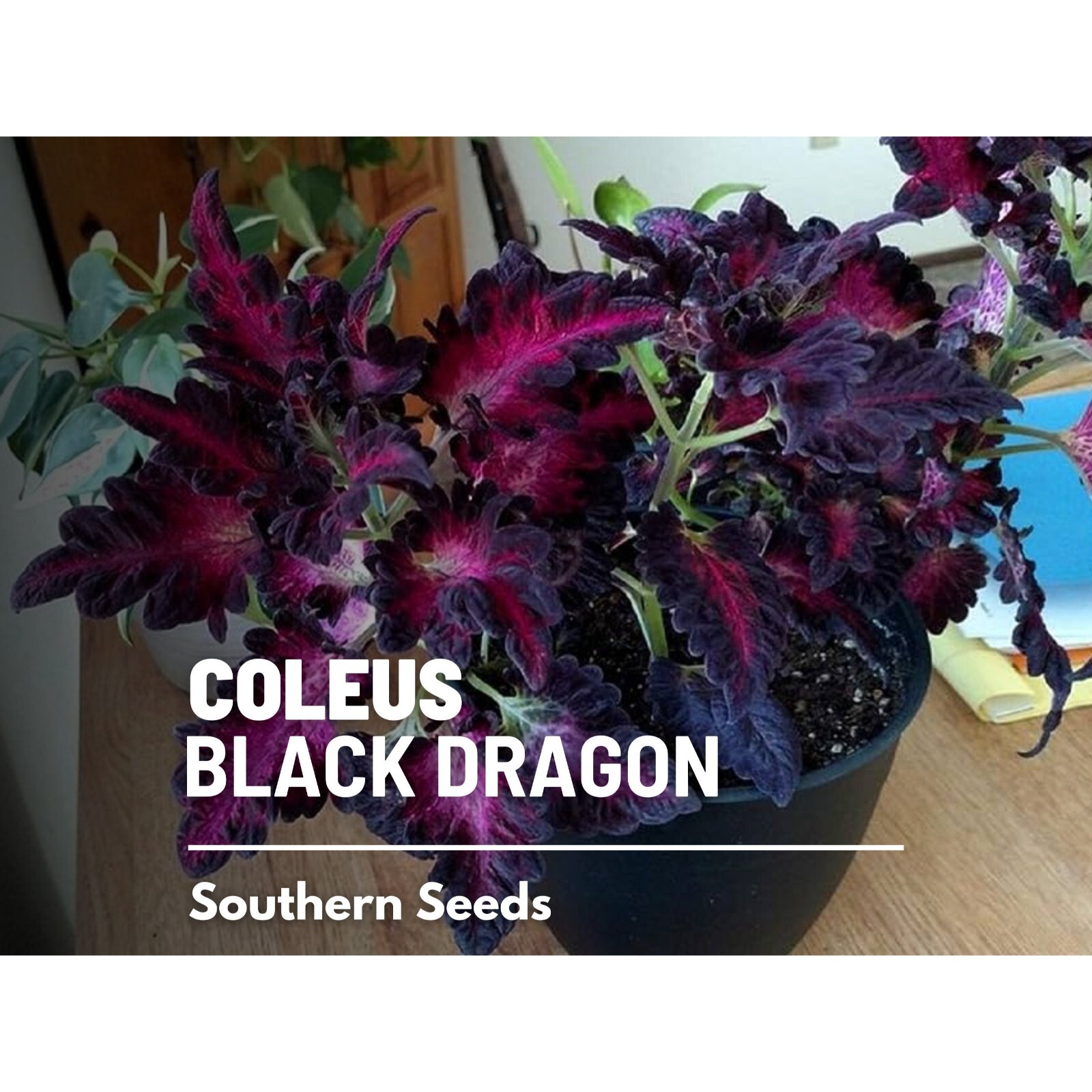 Coleus, Black Dragon (Plectranthus scutellarioides) – 20 Seeds – Heirloom Plant