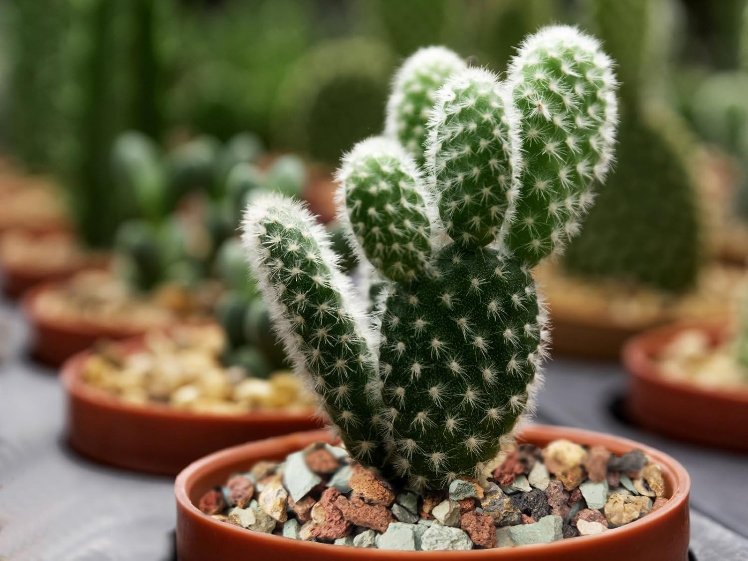 5Lb Bonsai Succulent and Cactus Soil Gritty Mix Rocks Gravel for Terrar