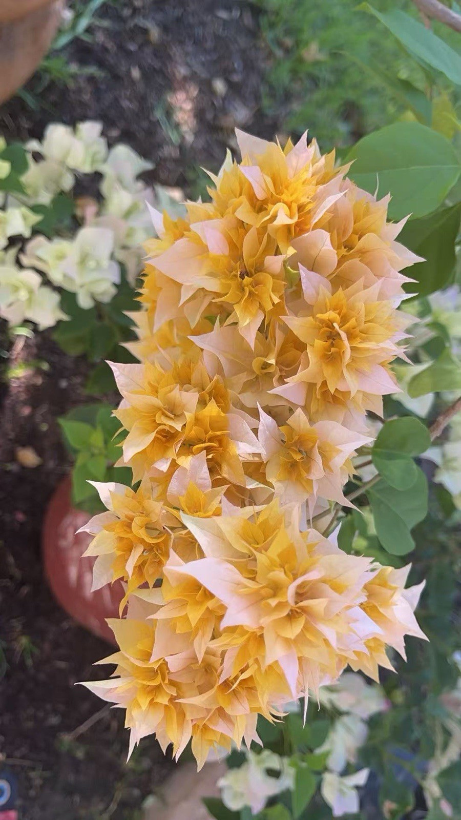 Doubld Petals Gold Yellow Bougainvillea 2 Ft Tall 3 Gallons Pot