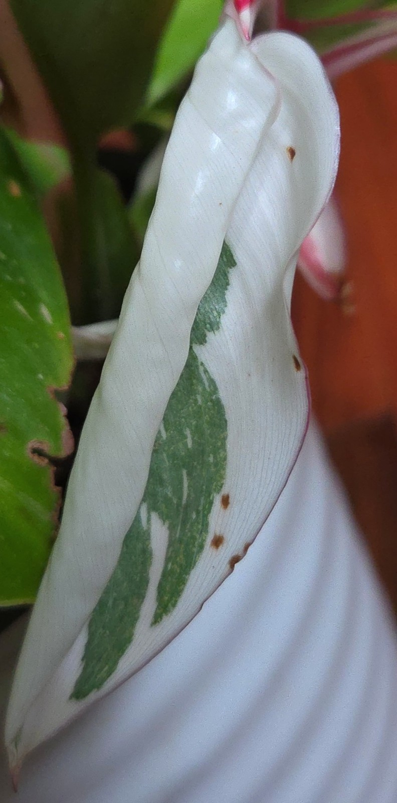 Rare Philodendron White Princess Tricolor 25″ Tall w/ Pups Not Aroid Anthurium