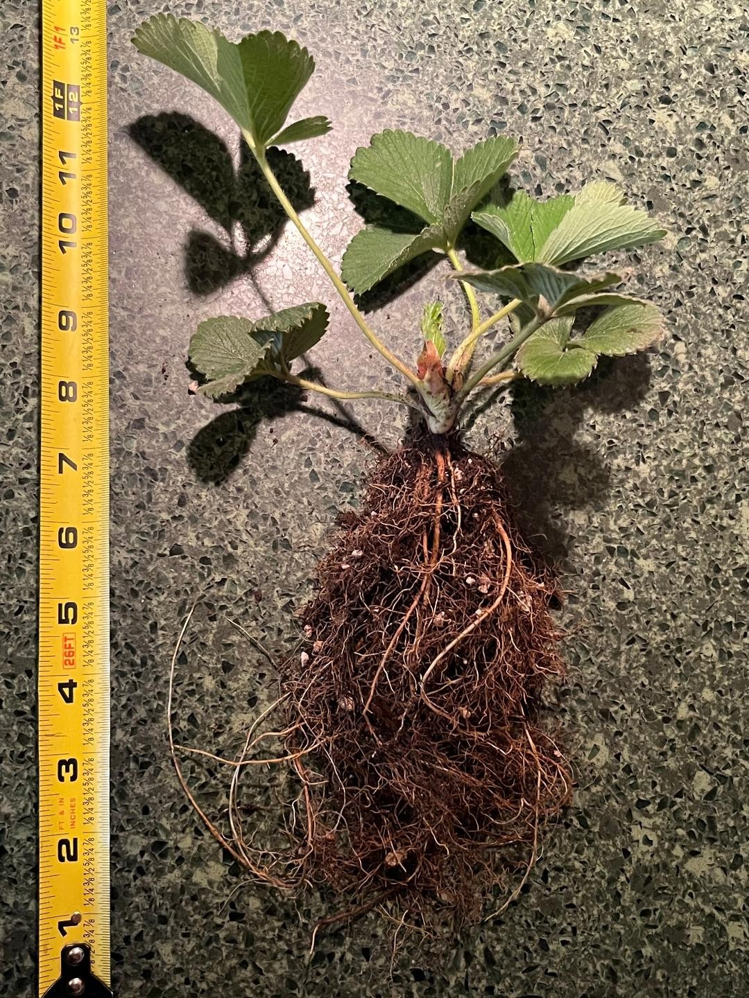 1 PINEBERRY PLANTS 6″ LARGE ROOTS Always Organic Soil And Organic Amendments!!