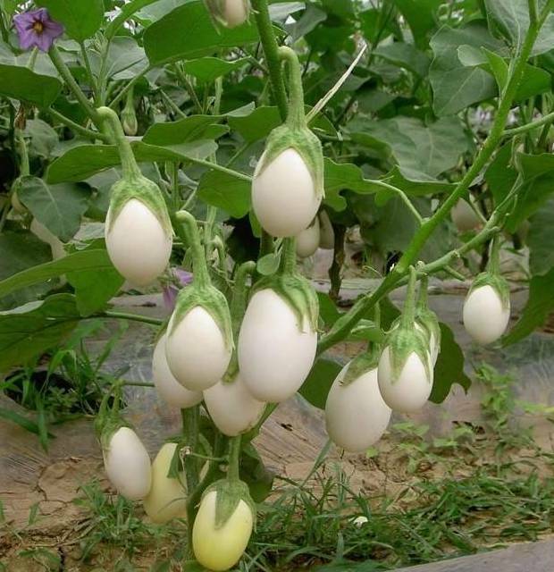 RARE✿ Heirloom Japanese White Egg Eggplant 15+ Seeds ●High Yields