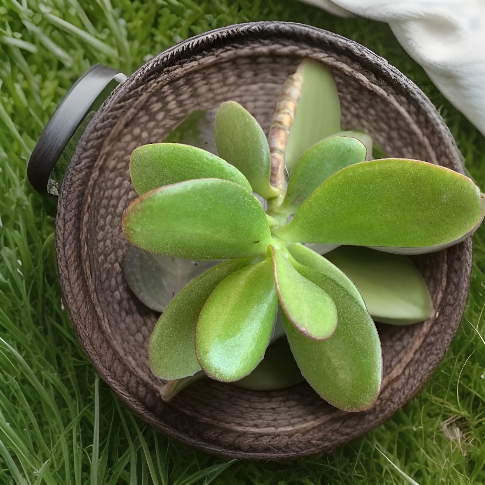 BIG ON SALE..Jade Plant Money Succulent 3″-5″ Single Plant One Branch