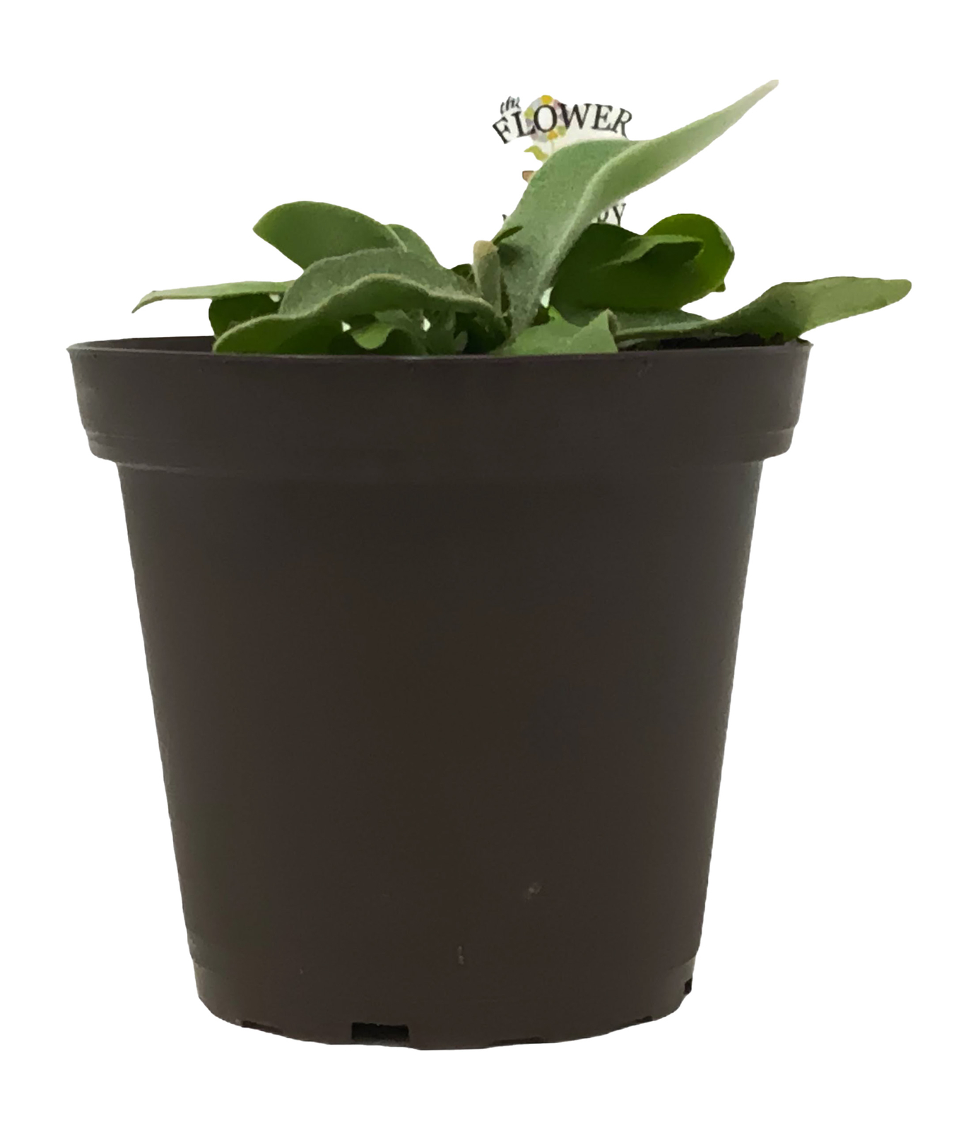 French Staghorn Fern – Platycerium veitchii ‘Lemoinei’ – 4″ Pot