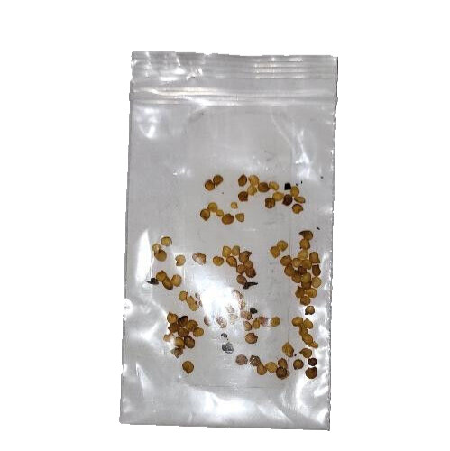 50+ CHILE PEQUIN PEPPER SEEDS (No Pods) AKA ChileTepin/Chiltepin/Bird Pepper.