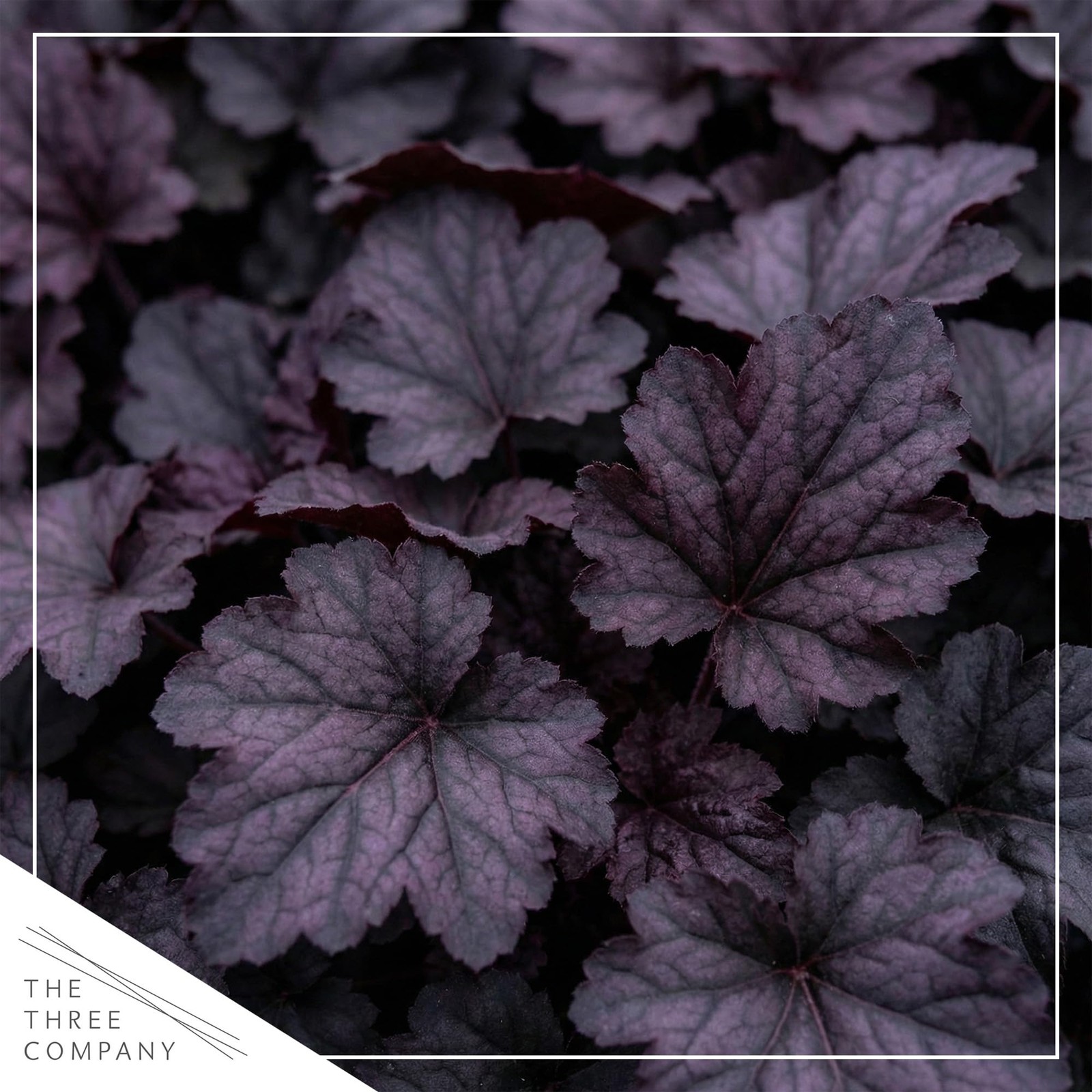 Heuchera Coral Bells 2Pack Black Olive Shade Perennial Foliage Plant 10″