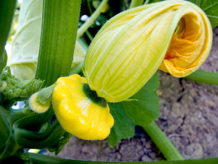 Yellow Patty Pan-Bush Scallop Squash Seed, NON GMO, Heirloom, A GARDEN FAVORITE