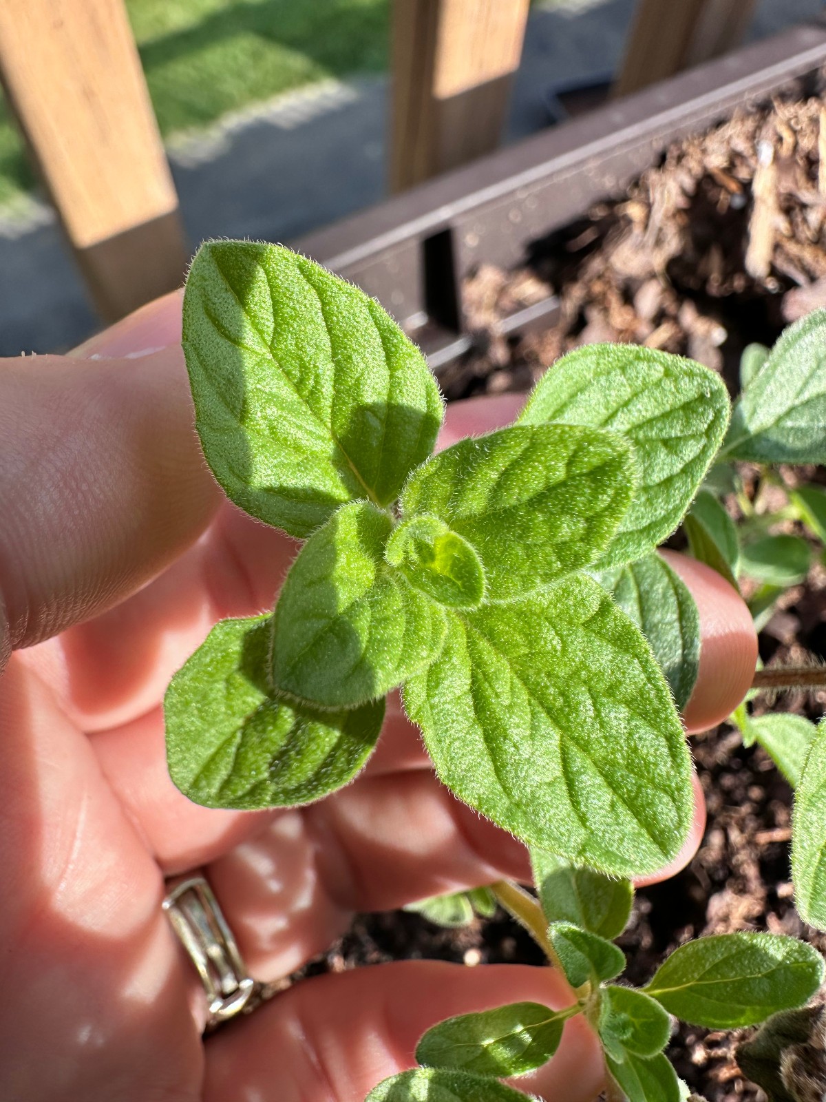 Oregano Collection | 6 Live Herb Cuttings | Culinary Herb Garden Collection
