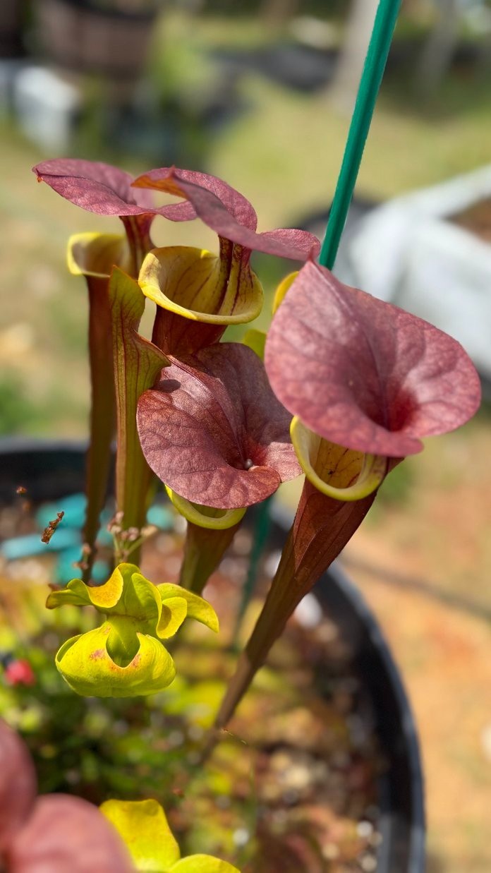 Sarracenia – 🔥🔥 S. Warcloud x S. Waccamaw 🔥🔥 WHOLE POT!!!!