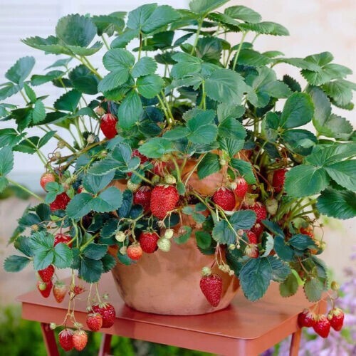 50 Dwarf Bonsai Strawberry Seeds Mini Planter Bush Tree.