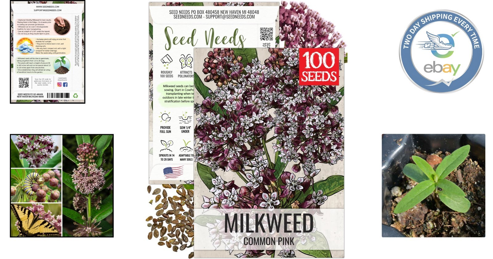 Common Asclepias Syriaca Milkweed Seeds – 1 Pack for Perennial Butterfly Blooms