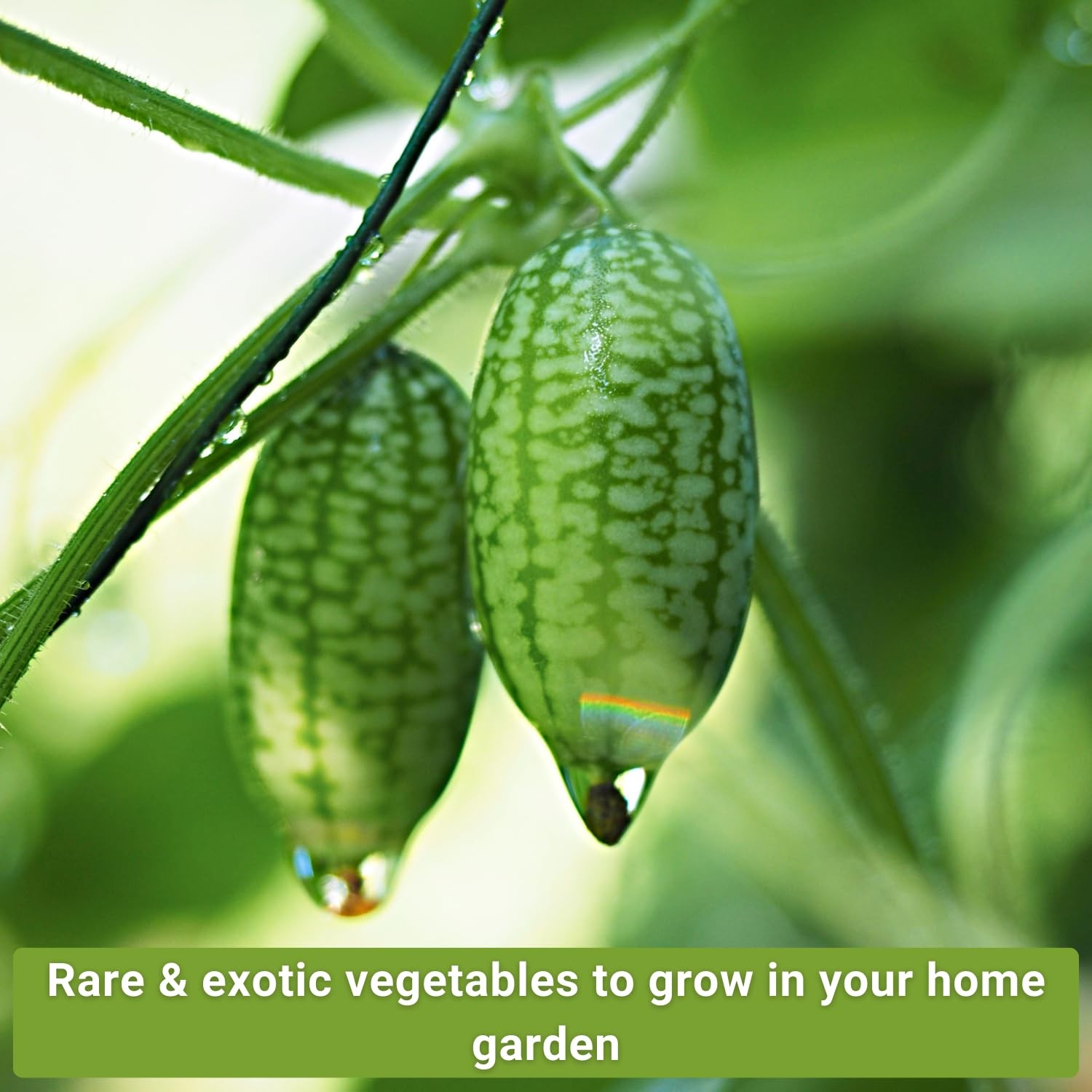 Sow Right Seeds – Rare Exotic Vegetable Seed 10 Varieties, Mix