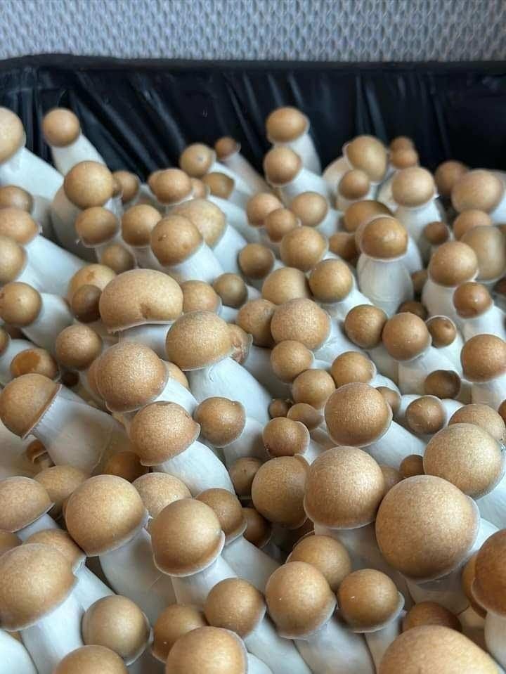5LB Mushroom Substrate Mix – Fully Pasteurized for Maximum Yield