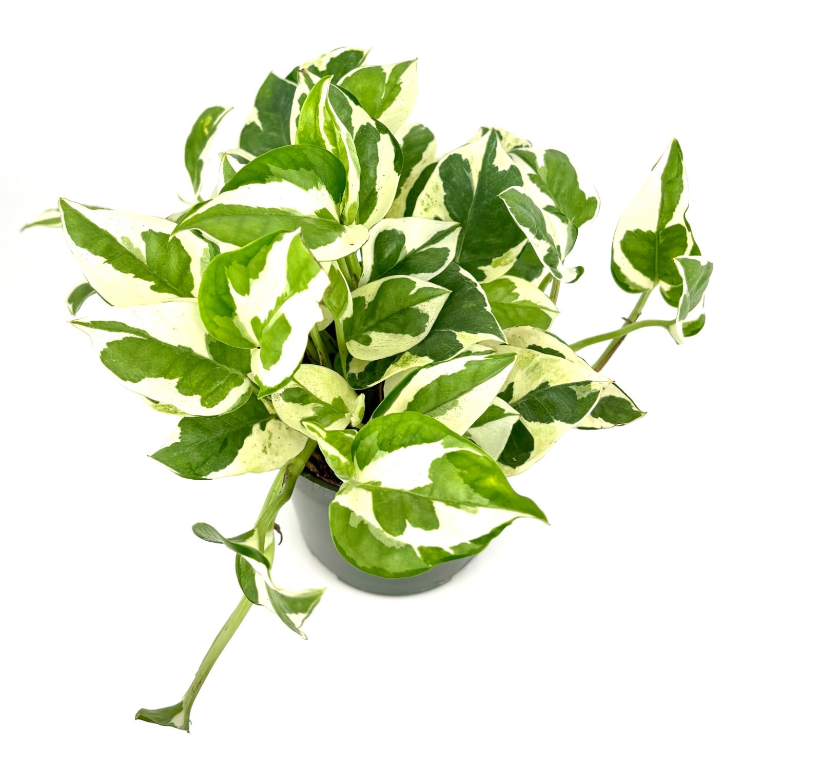 Pothos N’Joy Epipremnum Aureum ‘N’Joy’ Air Purifying House Plants, 4″ pot