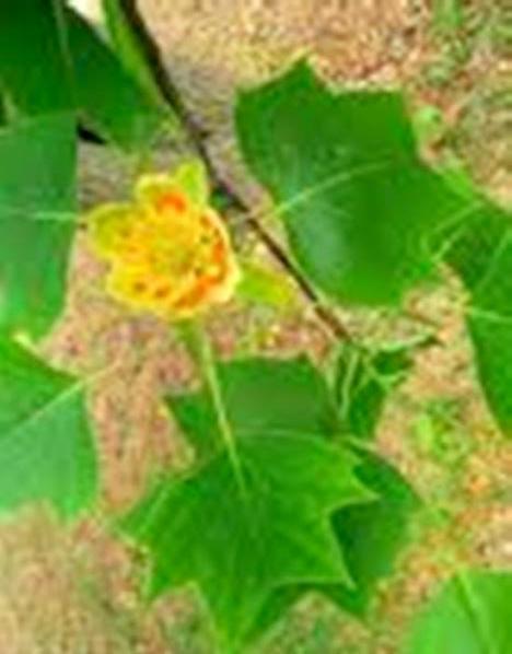Qty-1 Yellow Poplar transplant starter seedling 30 ” tall
