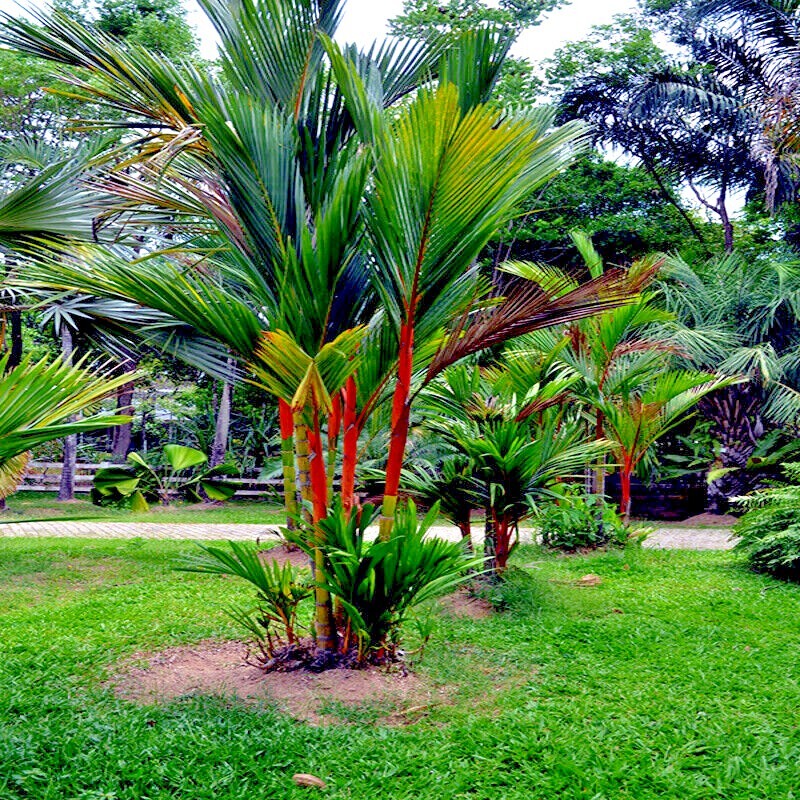 20 RED SEALING WAX “LIPSTICK” PALM TREE SEEDS (Cyrtostachys renda) House Plant
