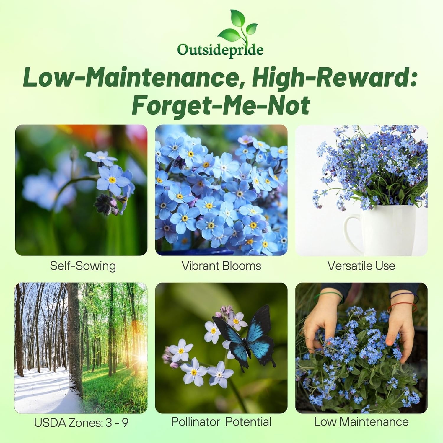 1 LB Sky Blue Forget Me Not Seed For Planting – Myosotis Sylvatica Ground