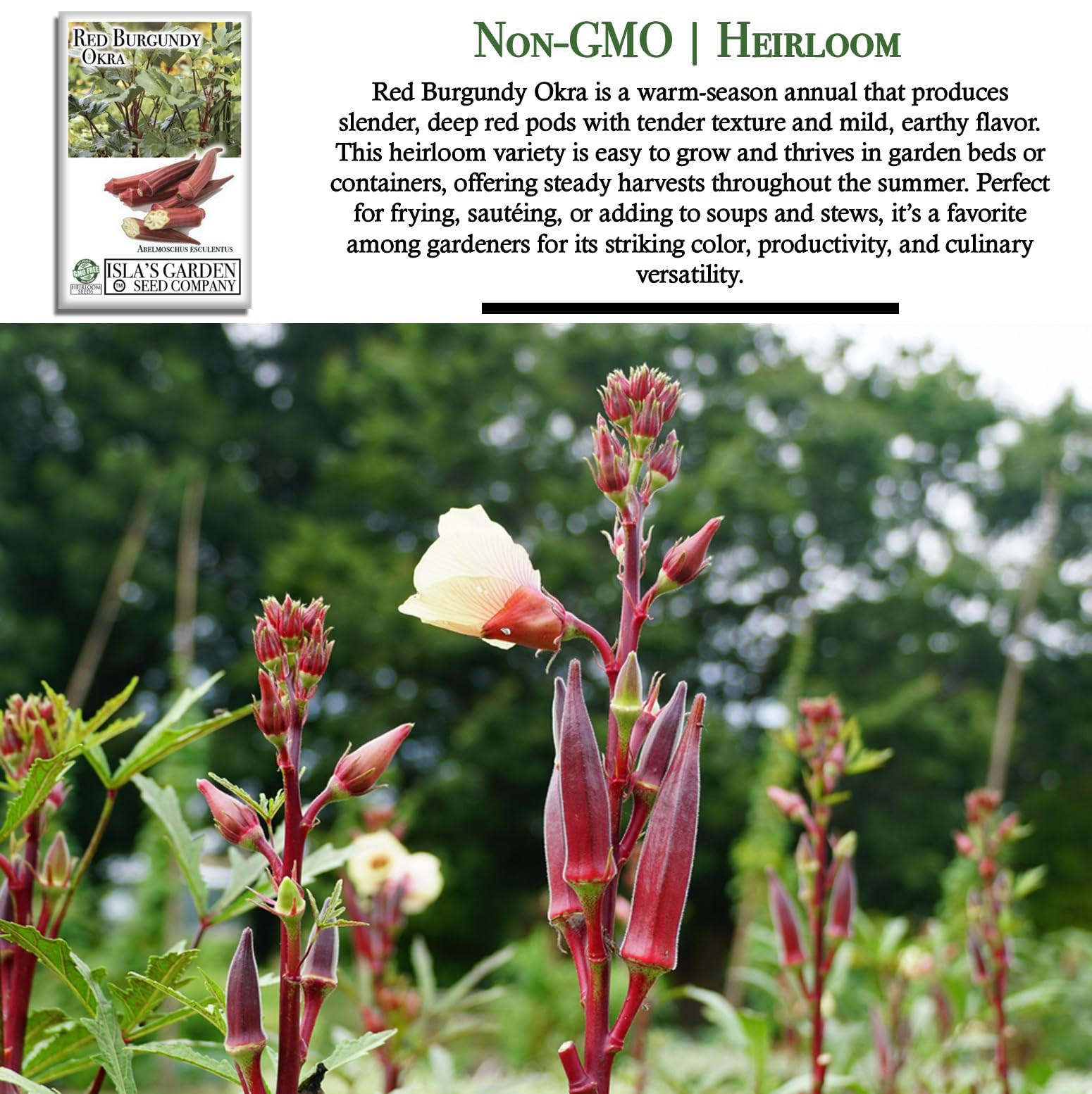 Red Burgundy Okra Seeds for Planting – 100+ Non-GMO & Heirloom