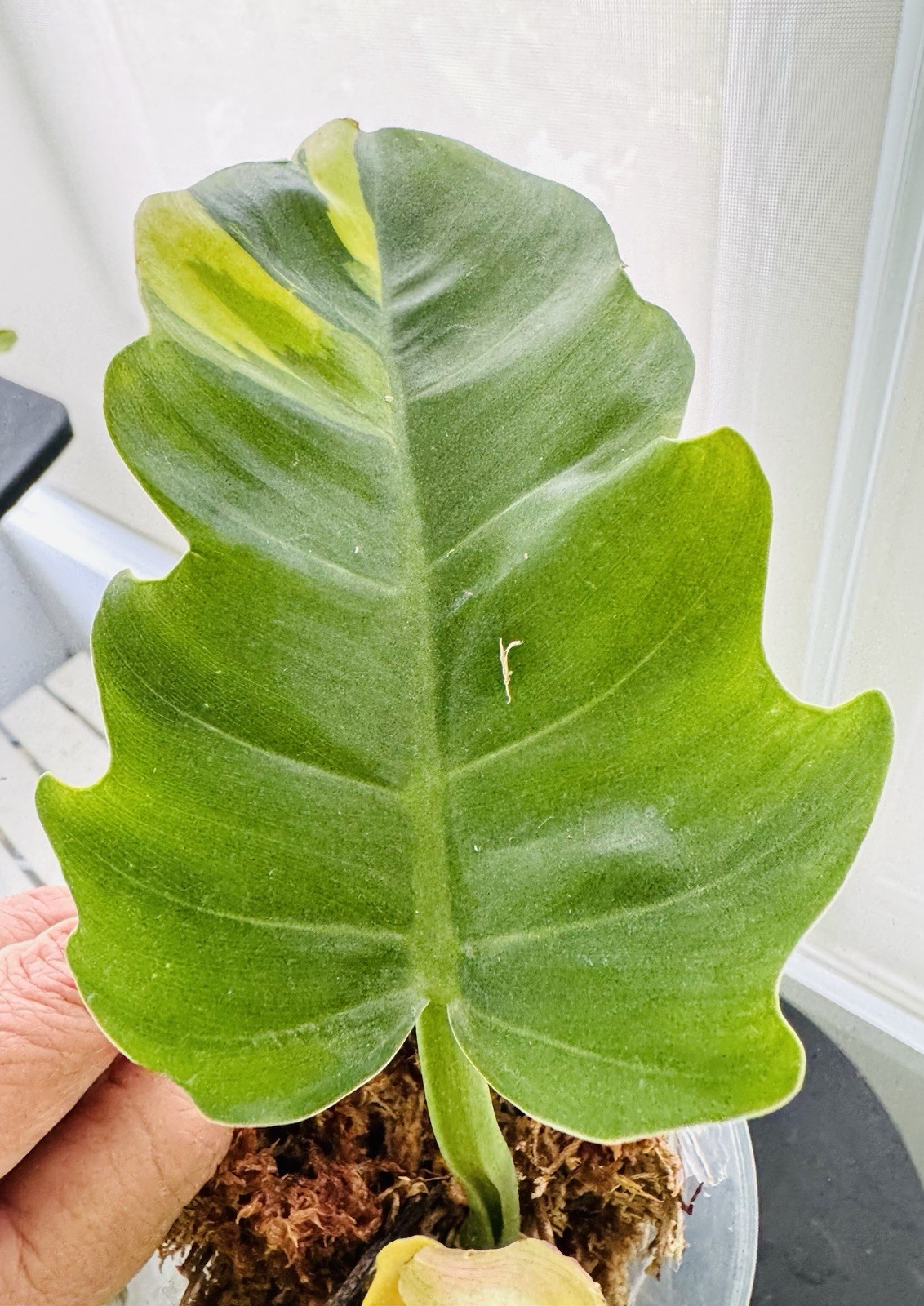 RARE Variegated Philodendron Golden Saw 5” — Hurry, only one available