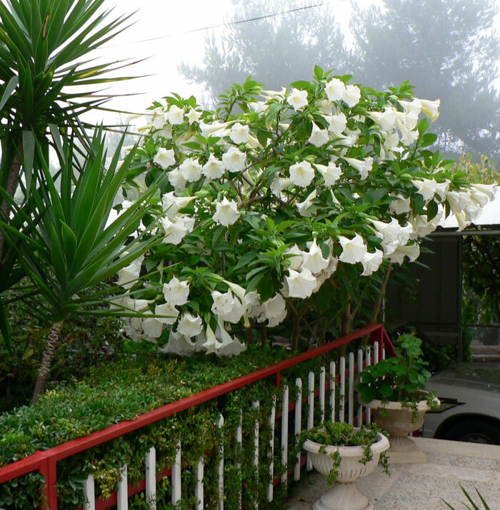 Datura Inoxia Angels White Trumpet Flower 45 Seeds Brooklyn Botanical GardenClub