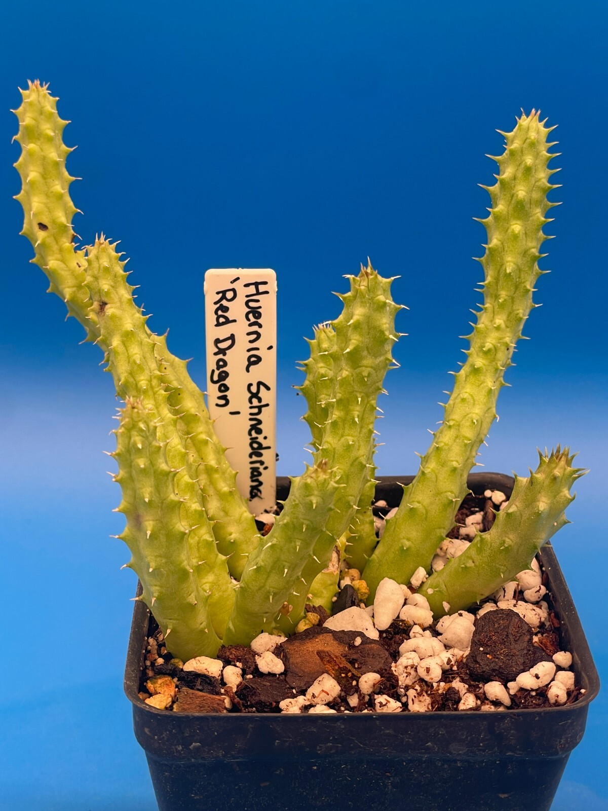 Huernia Schneideriana ‘Red Dragon’ WELL ROOTED 3.5″ Plant