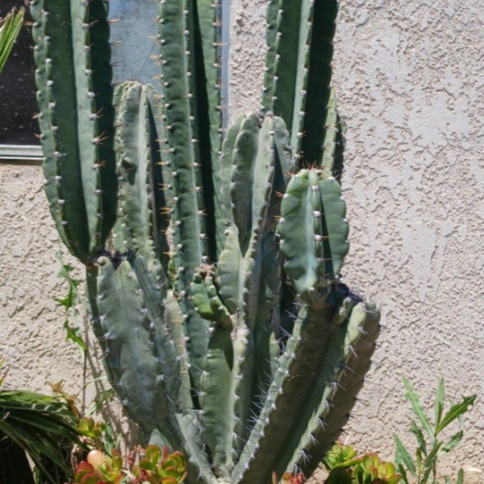 25 inch Peruvian apple cactus cutting, fresh cut , top cut cereus peruvianus