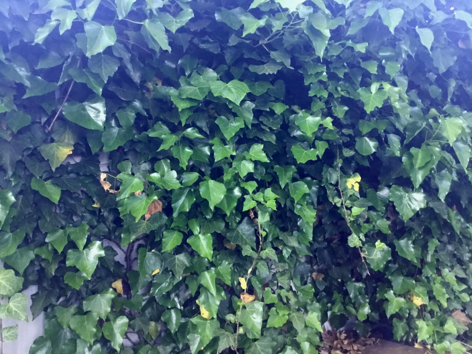 English Ivy / Climbing/Mat-Forming- 10, 8 inch Cuttings