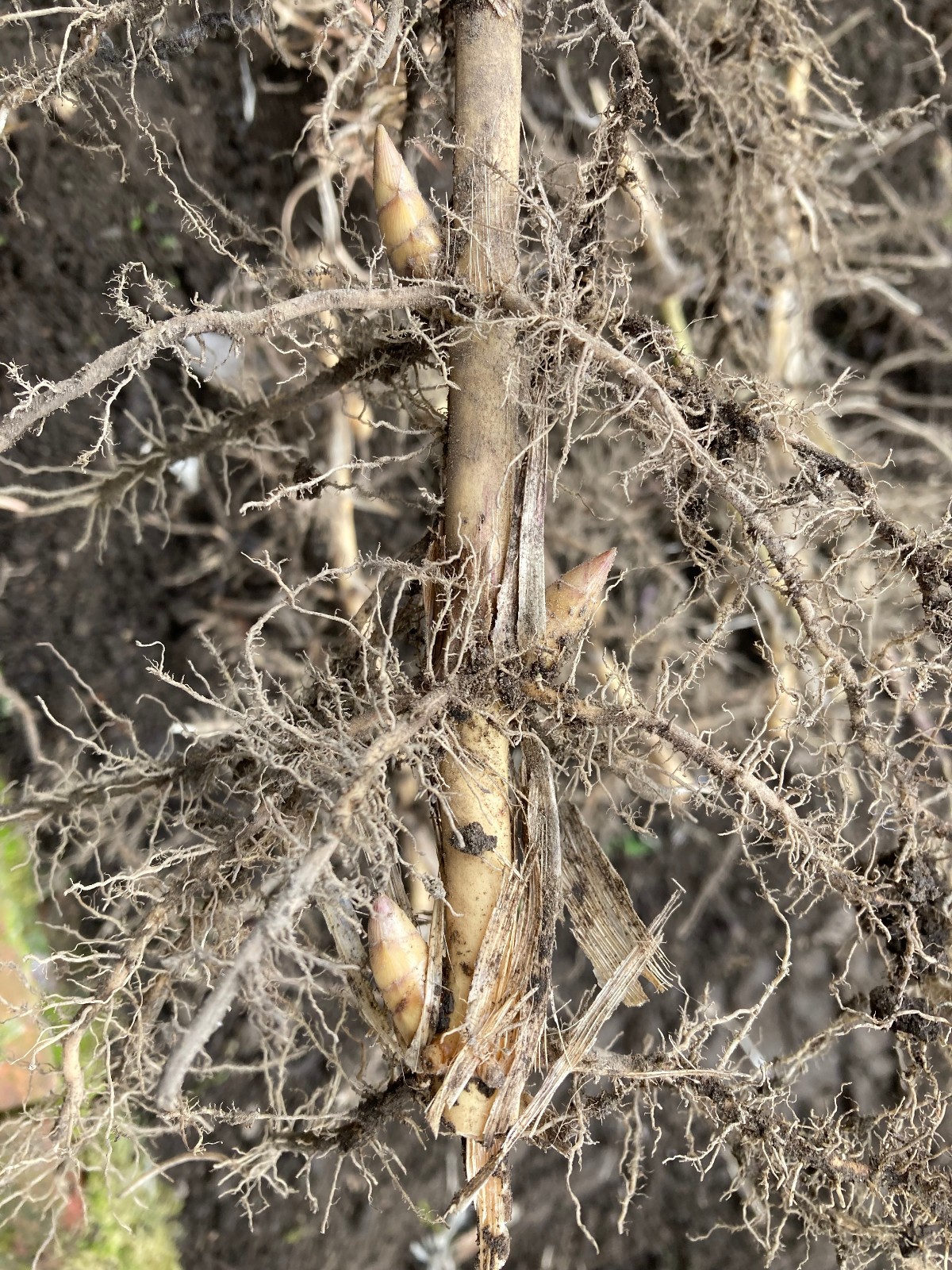 Yellow Groove Bamboo Cold Hardy Zone 5 Rhizomes 3 Ct.