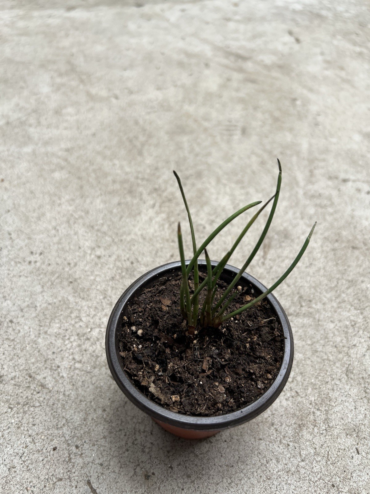 Water Chestnut Plant With Pot Eleocharis Dulcis Ready to Plant