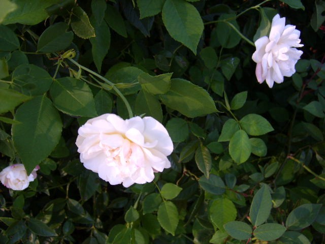 SMITH PARISH Yellow Heirloom Rose Live Plant White Red Stripe Bermuda Mystery
