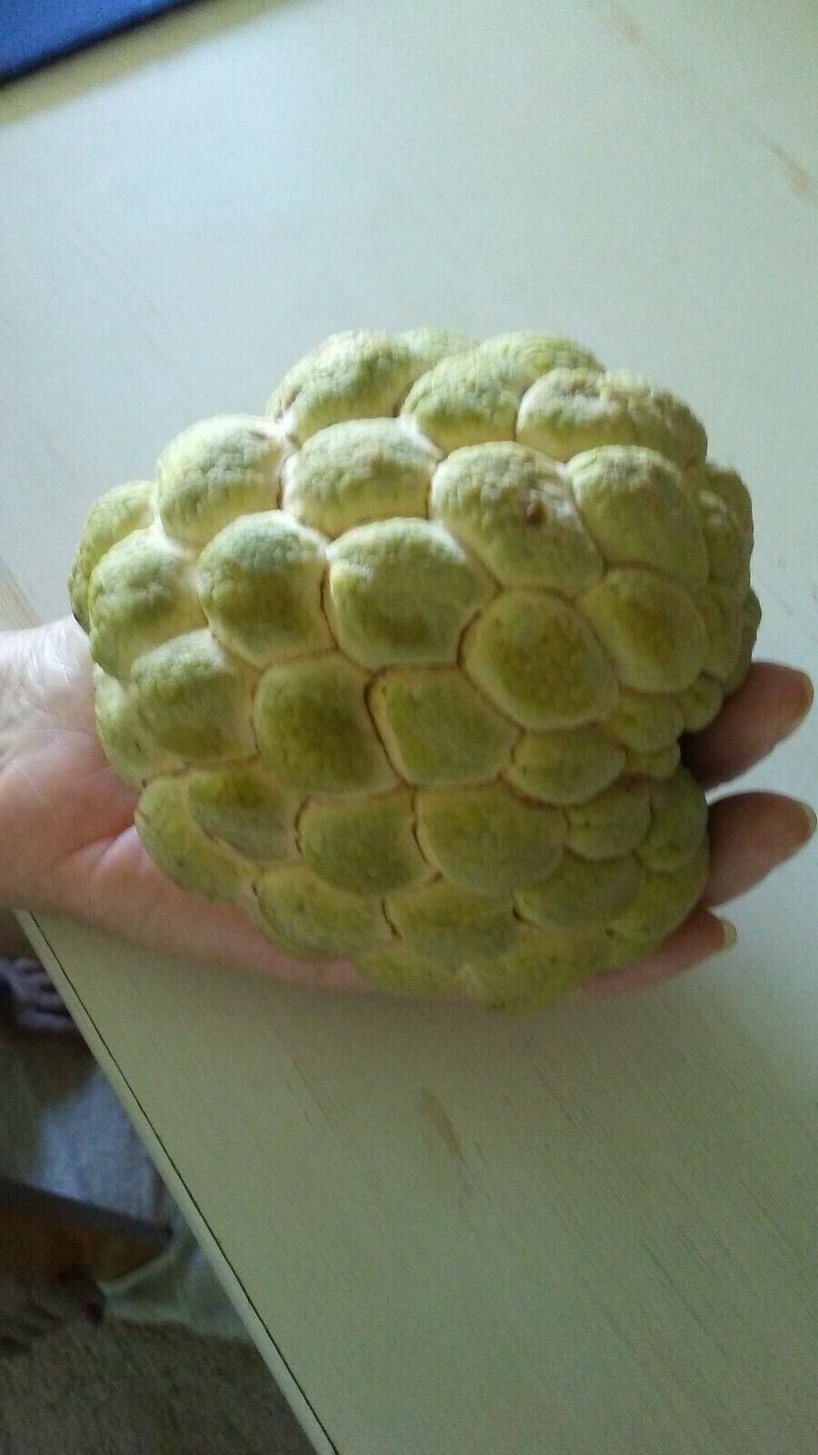 10 Seeds Organic Sugar Apple Annona Squamosa Tropical Fruit Plant , 2025 Season