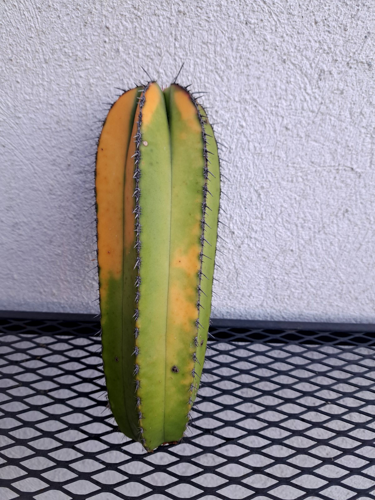 Marginatocereus Marginatus Variegated Cactus Cutting H8.75 ^726