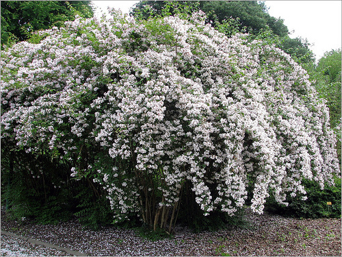 Beauty Bush, Kolkwitzia amabilis, Shrub Seeds (Showy, Hardy)