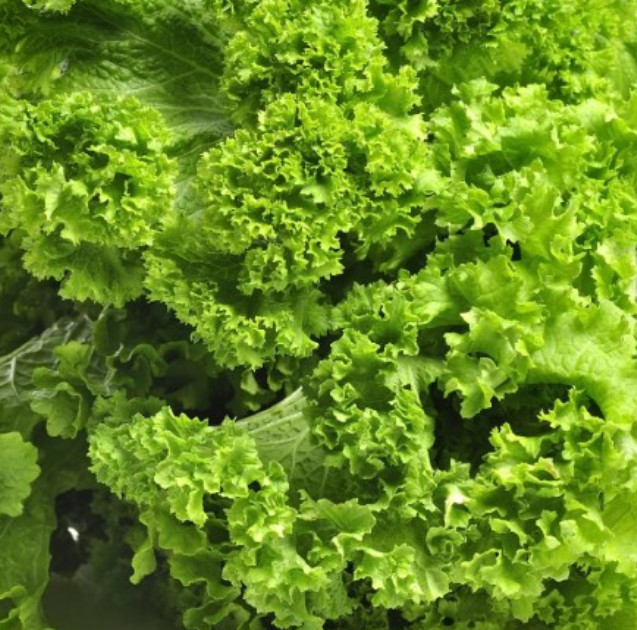 Mustard SOUTHERN GIANT Mild Vegetable Salads Saute Fast Grow Non-GMO 500 Seeds
